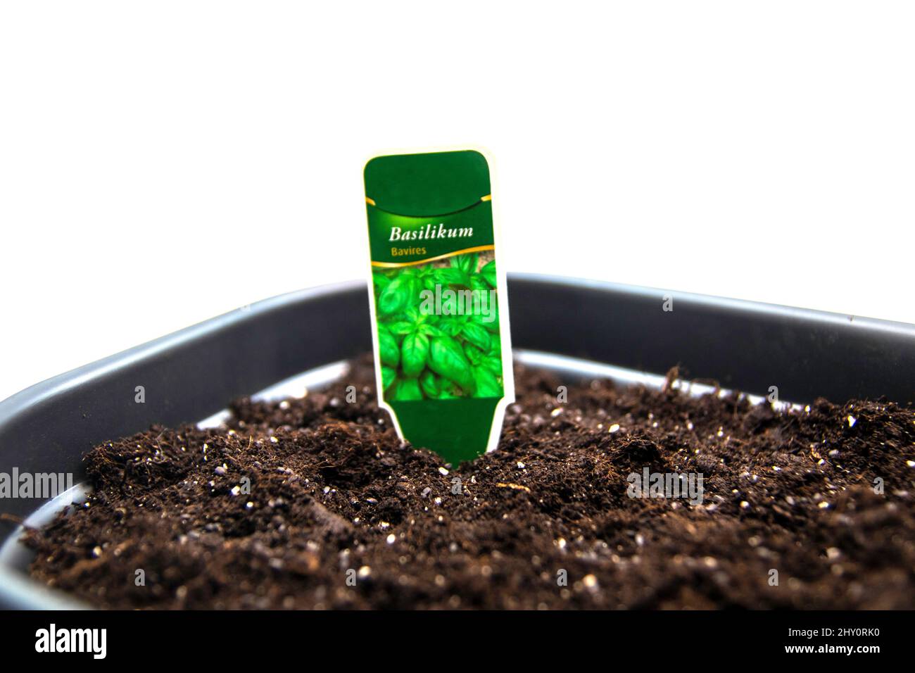 Basil seed sowing in a small greenhouse Stock Photo Alamy