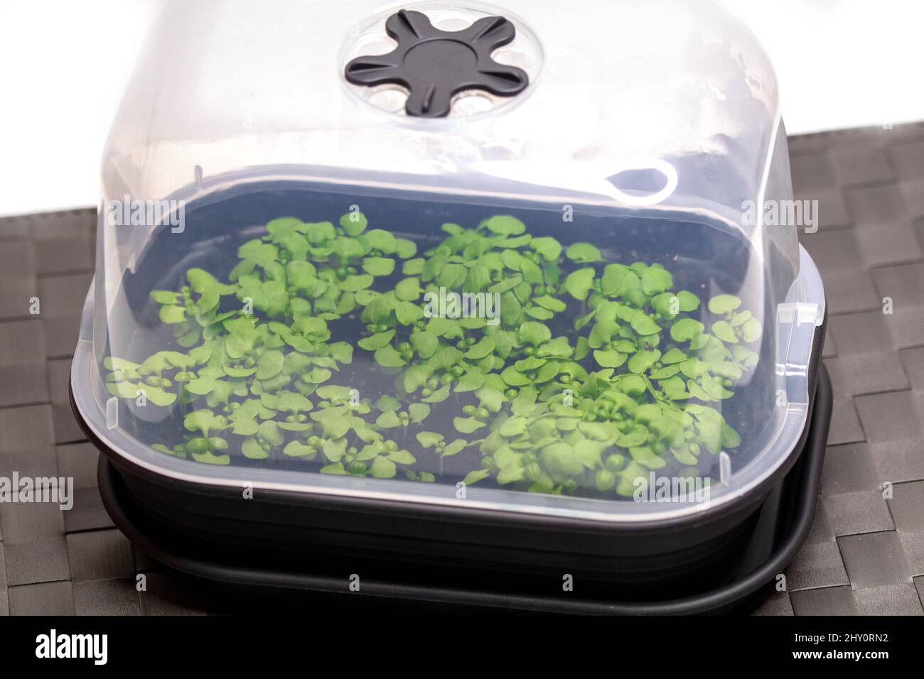 Basil seed sowing in a small greenhouse Stock Photo Alamy