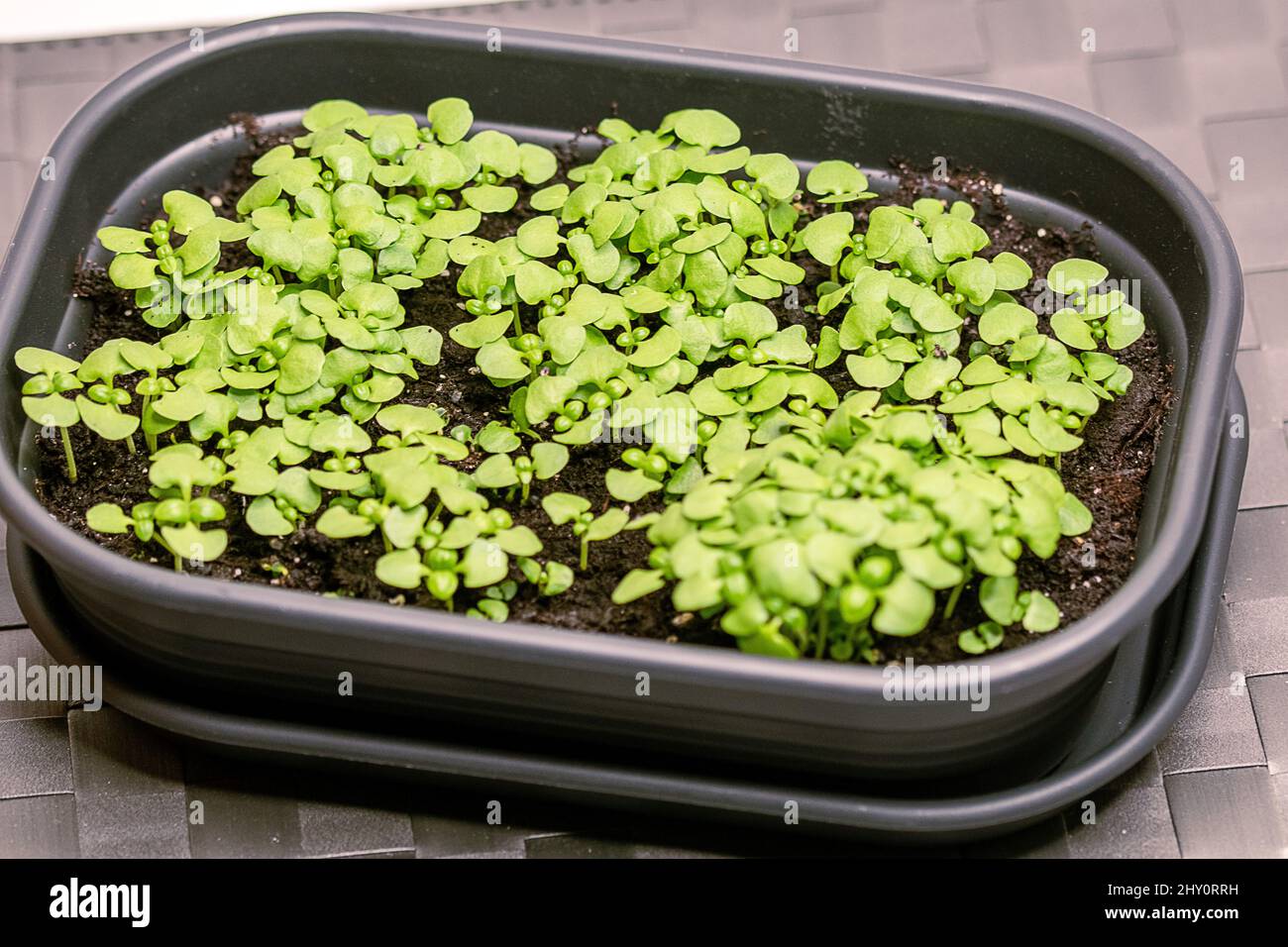 Basil seed sowing in a small greenhouse Stock Photo Alamy