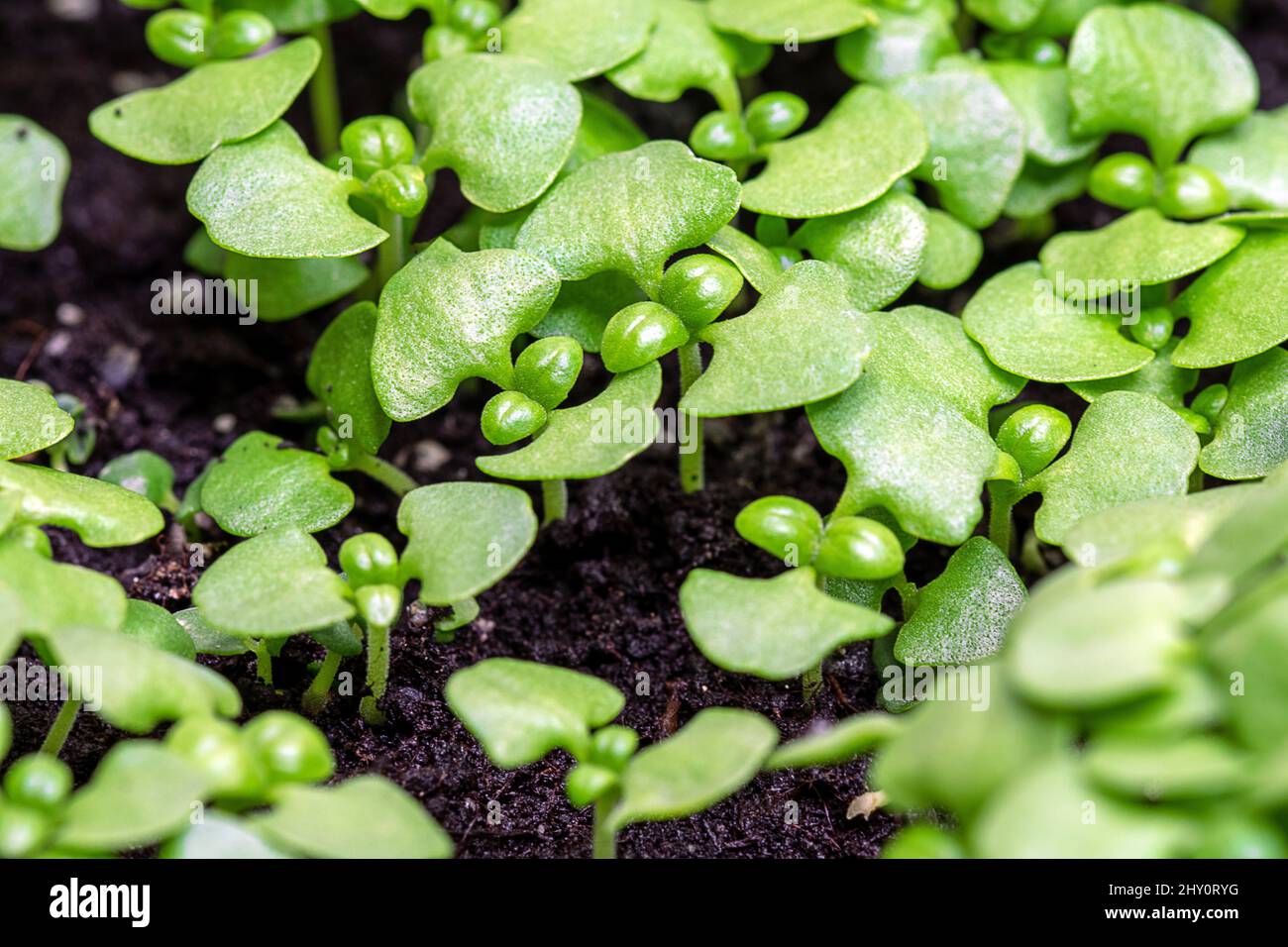Basil seed sowing in a small greenhouse Stock Photo Alamy