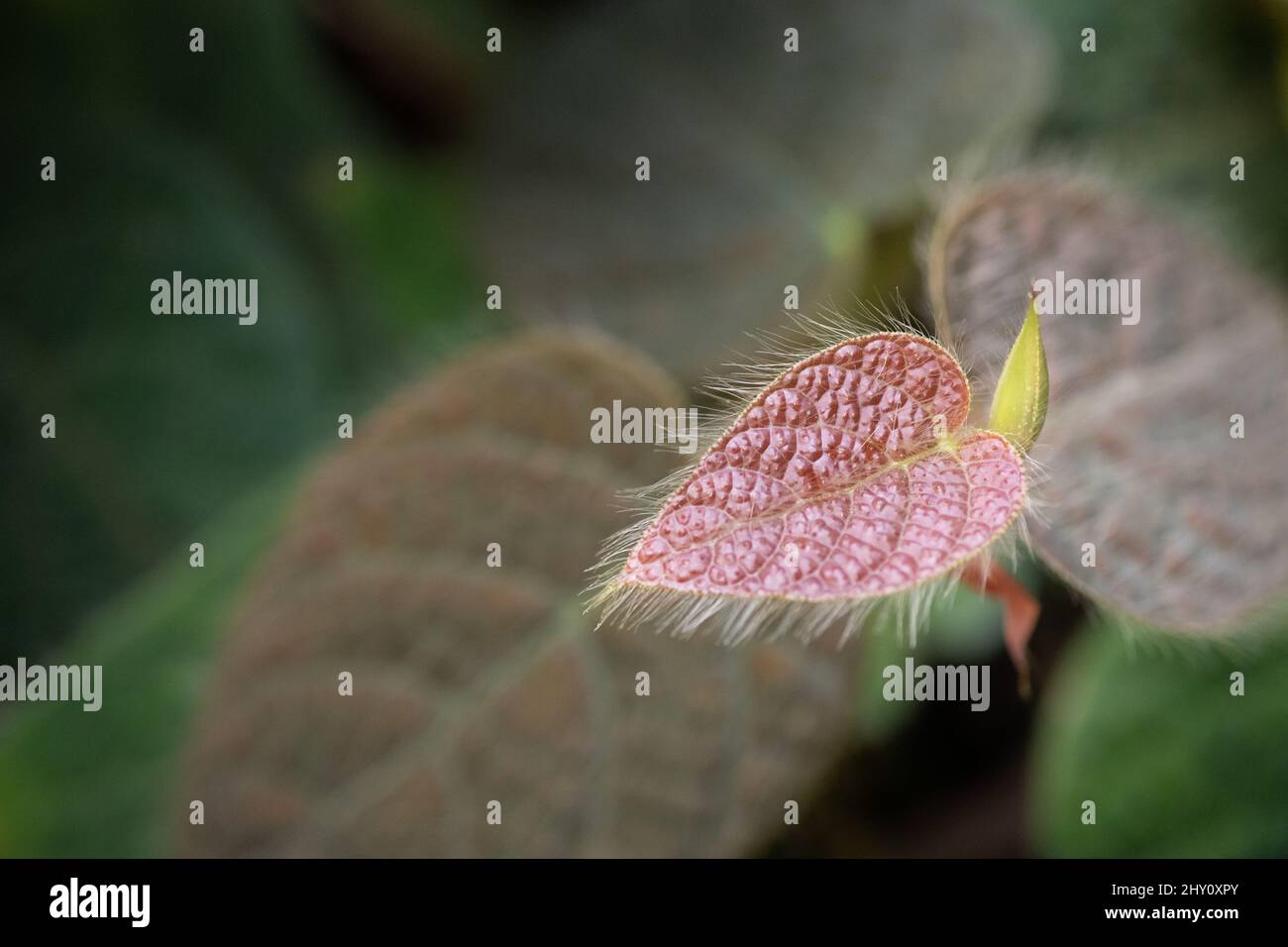 Closeup shot of a fuzzy Episcia leaf Stock Photo