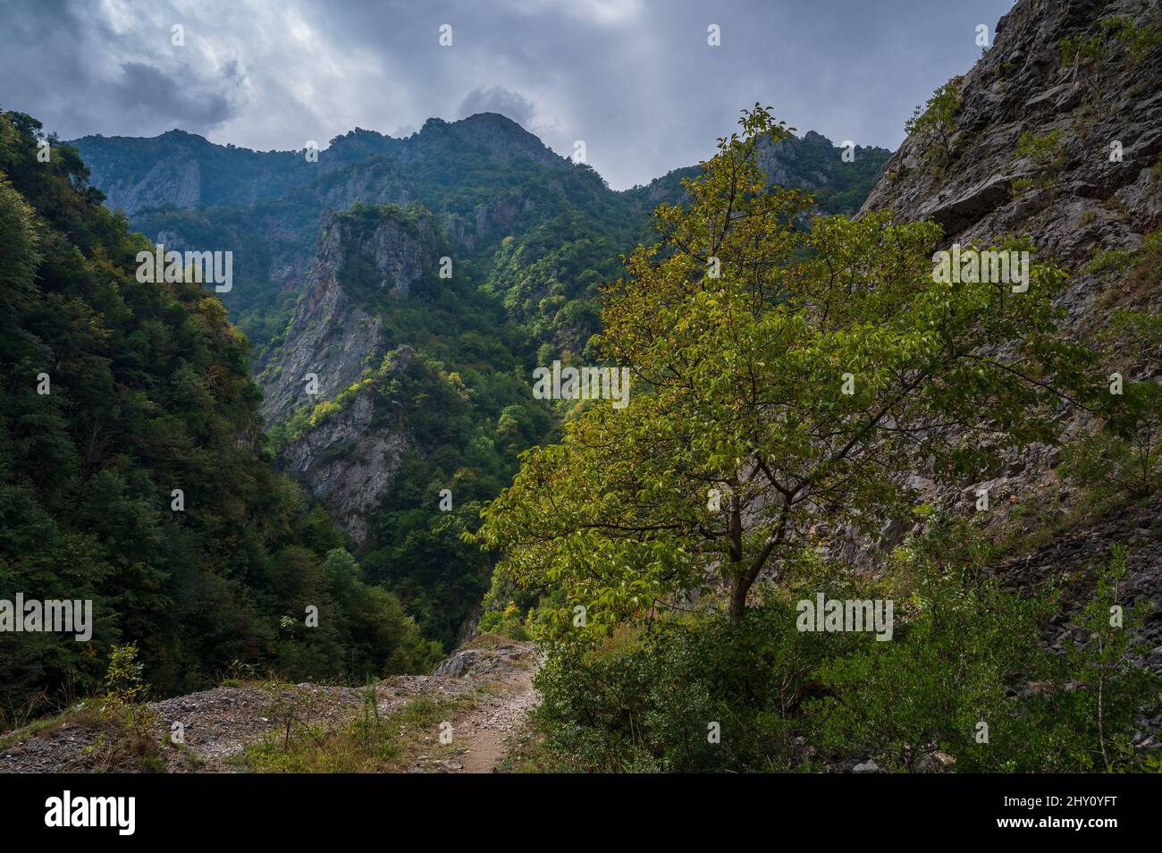 Beautiful mountain landscape with dense forest under cloudy sky Stock ...