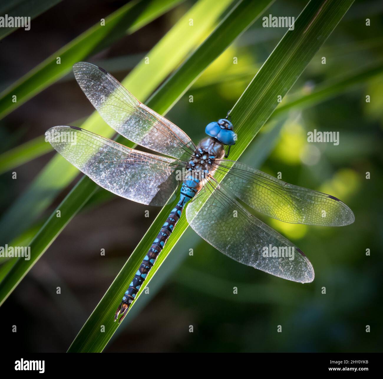 Closeup shot of a flying blue dragonfly in a park Stock Photo - Alamy