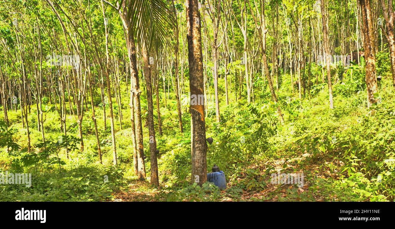 Rubber tree rubber tappers. Hevea is a source of rubber and valuable wood. Slaughter tapping Stock Photo