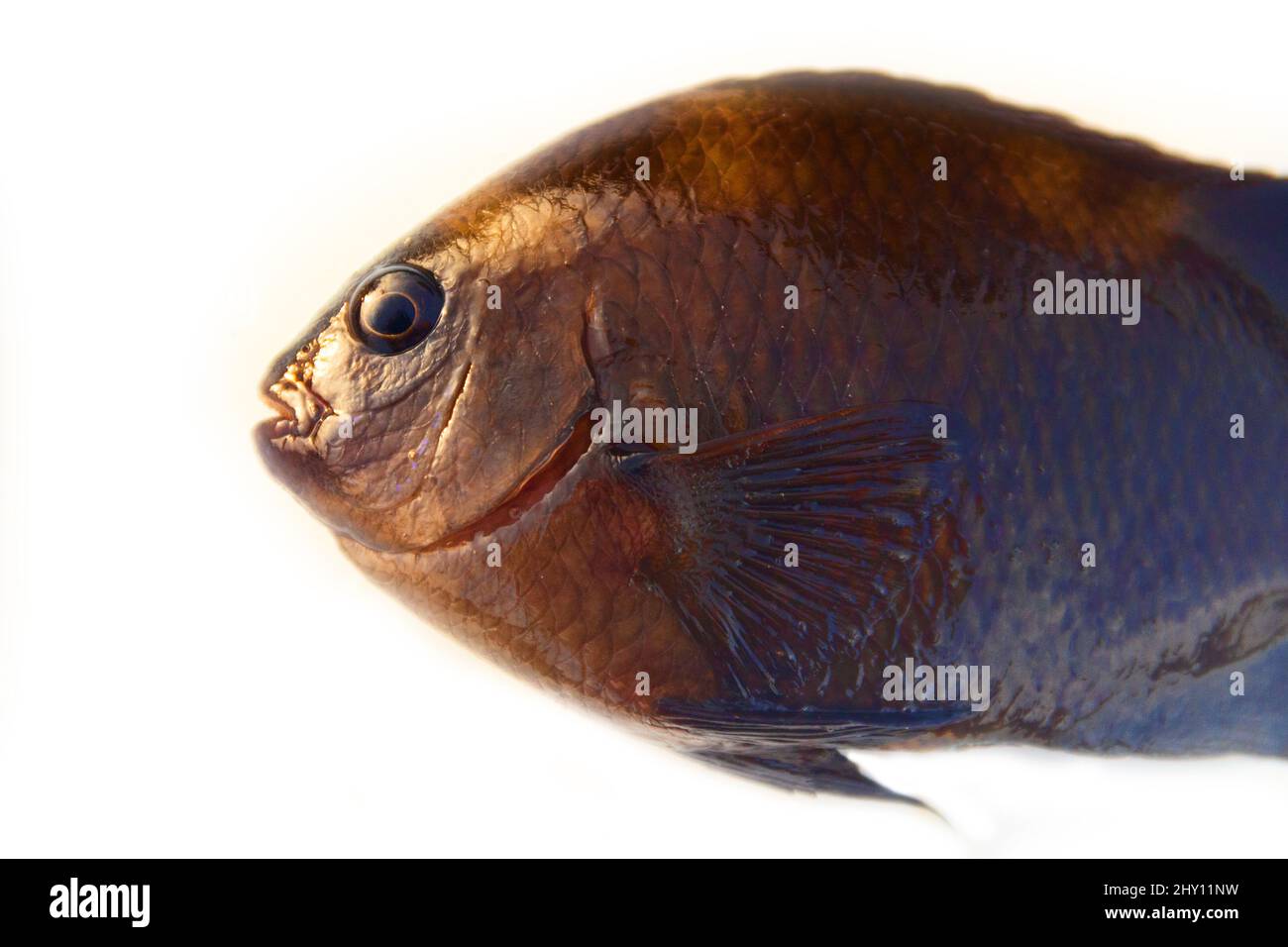 Cichlid (Cichlidae), Red tilapia (oreochromis spp.) artificially bred hybrid. Sri Lanka. The fish is isolated on a white background Stock Photo