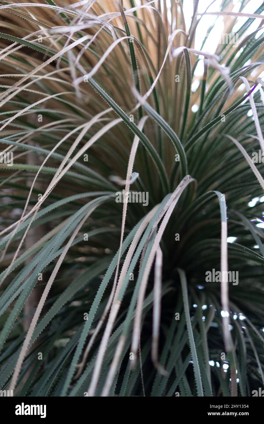 Closeup shot of Dasylirion wheeleri green plant leaves in the forest Stock Photo