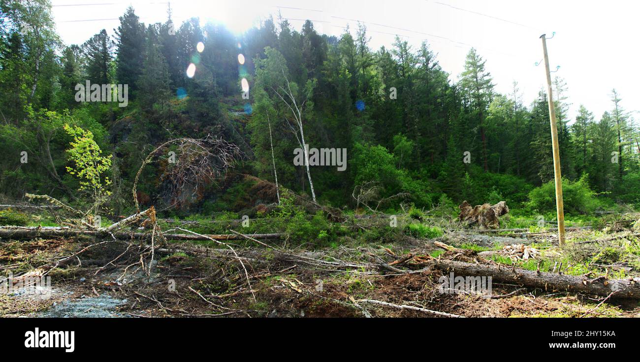 Forest industry. Loss of wood in logging. Trunk of tree (delimbed stem ...