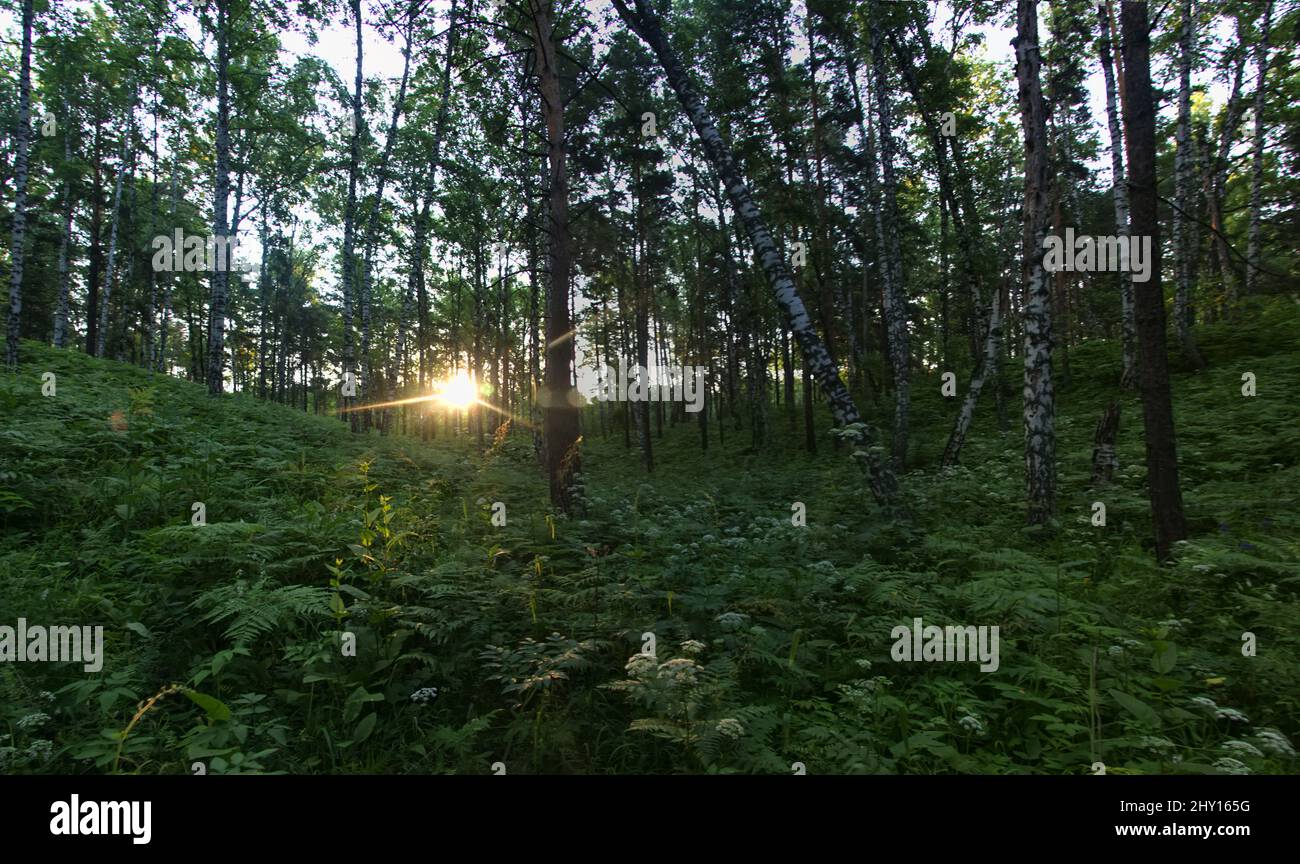 Tree ferns understory hi-res stock photography and images - Alamy