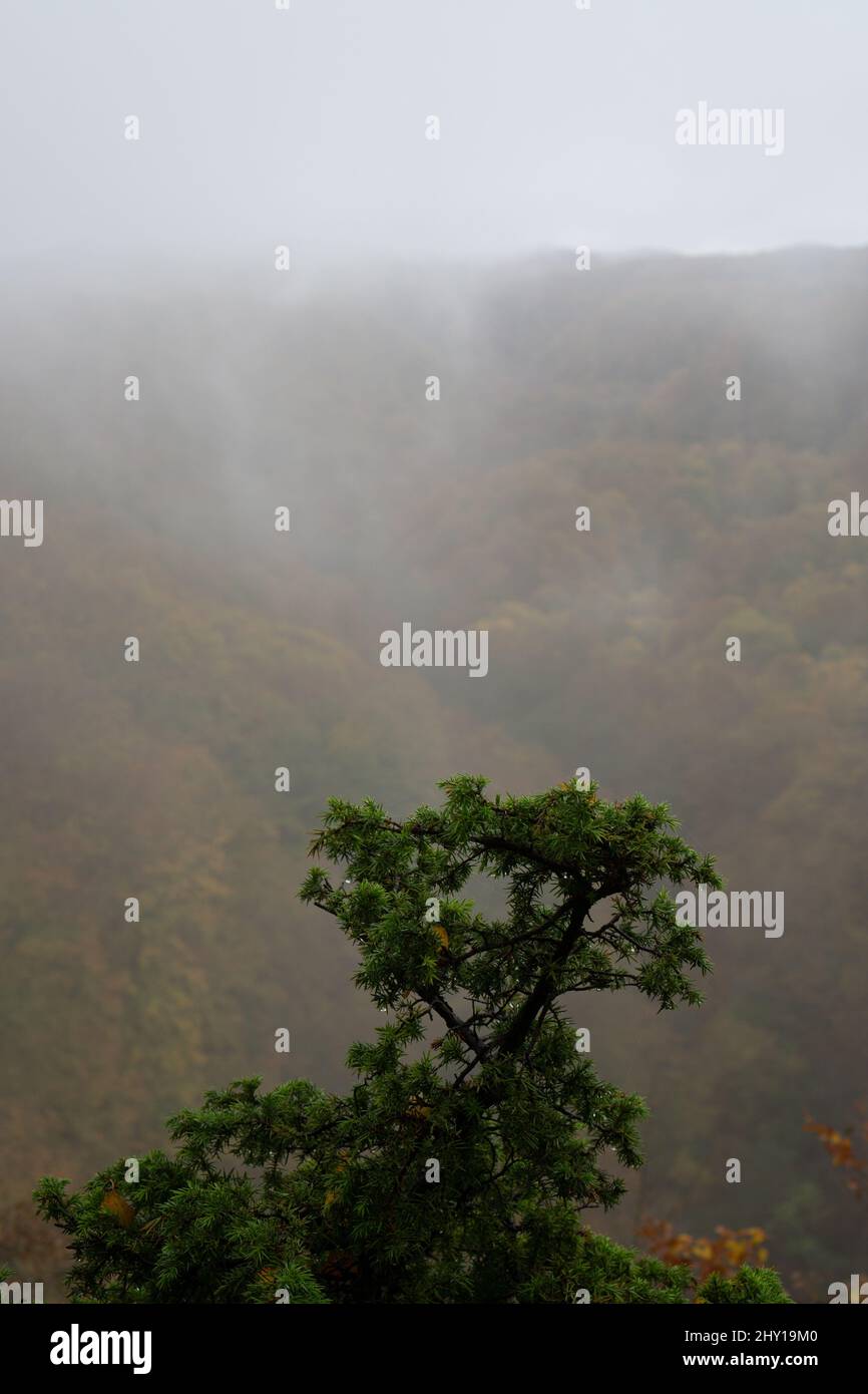 Vertical shot of Fagus hayatae plant with foggy mountain at Soderasen national park in Sweden Stock Photo