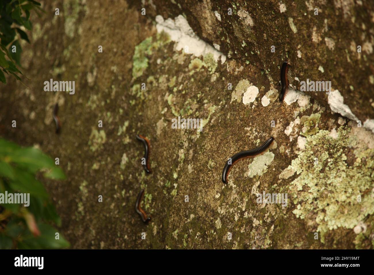Closeup shot of slugs on the rock in Kabala, Sierra Leone Stock Photo