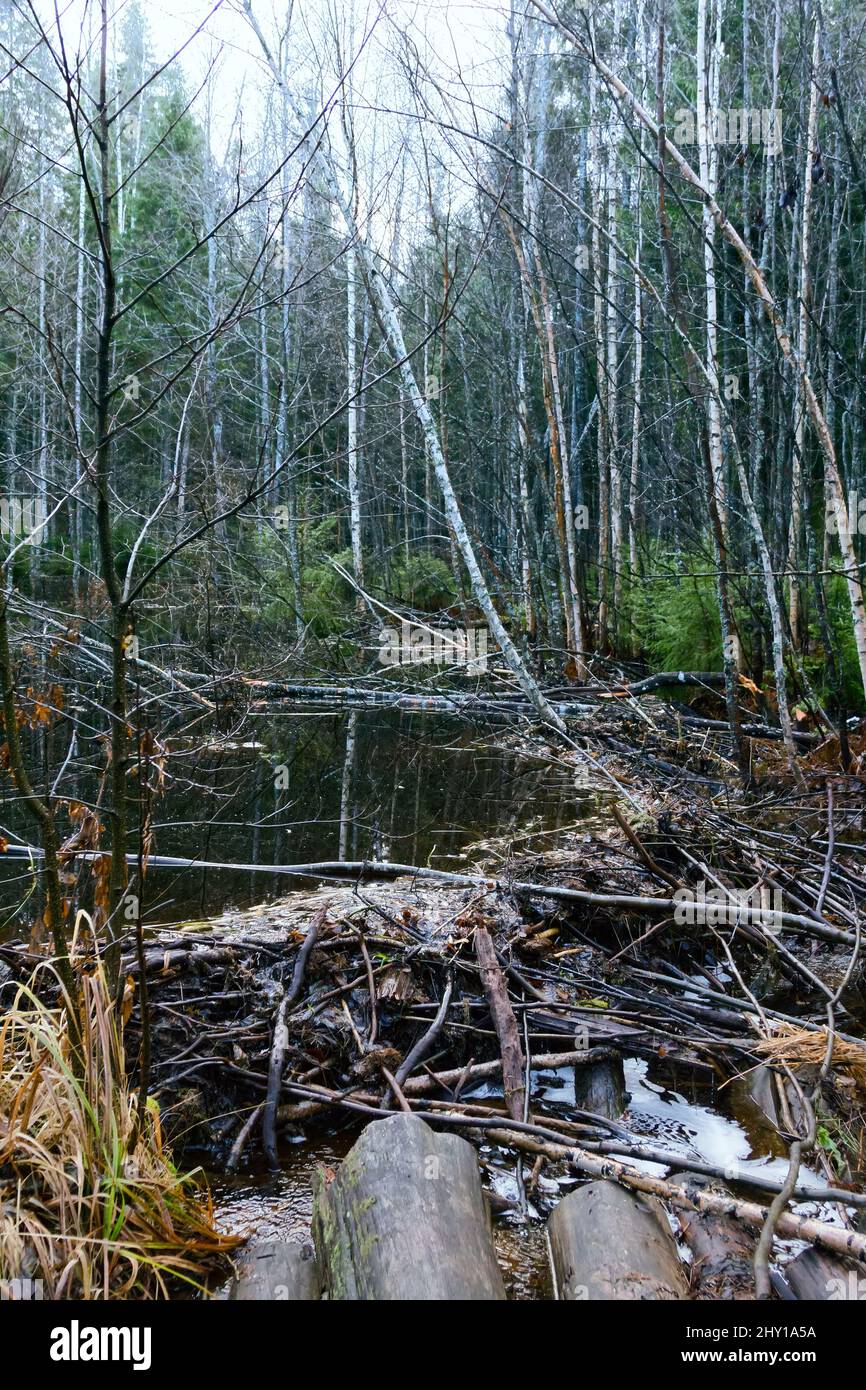 Upgradestream side of the beaver dam, Beavers dammed the stream in
