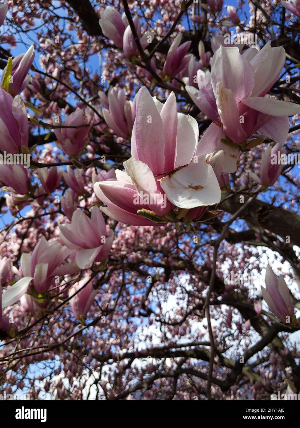 Vertical closeup of beautiful pink magnolias blossom on the tree ...