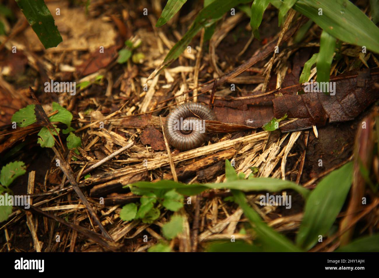 Closeup shot of a julida in the forest in Kabala, Sierra Leone Stock Photo