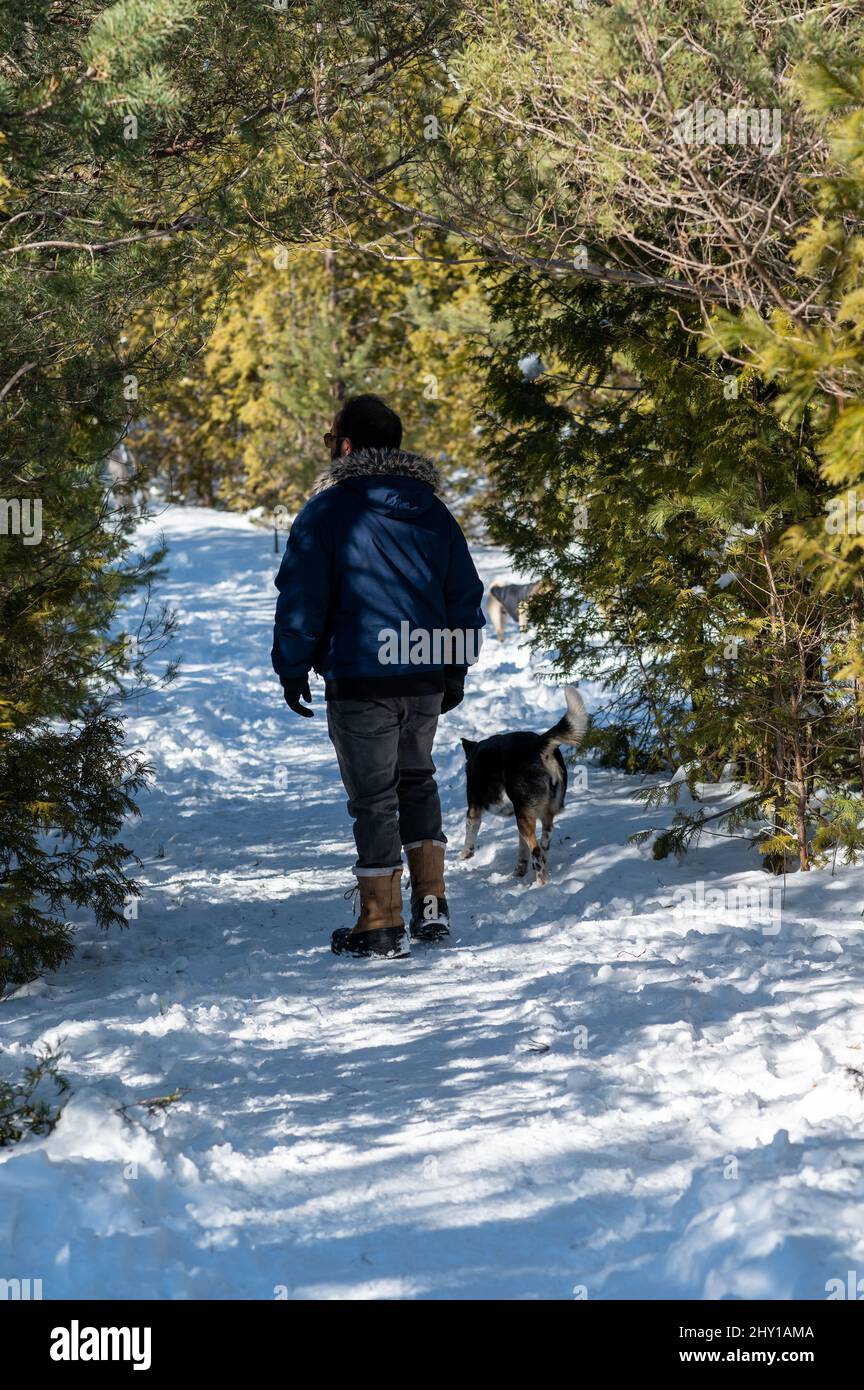 Vertical shot of a man with a dog walking in the forest in winter Stock ...
