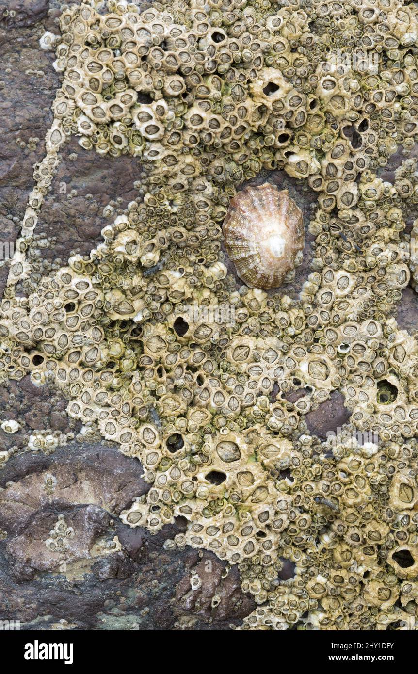 close up macro photograph of barnacles and a solo limpet attached to a ...
