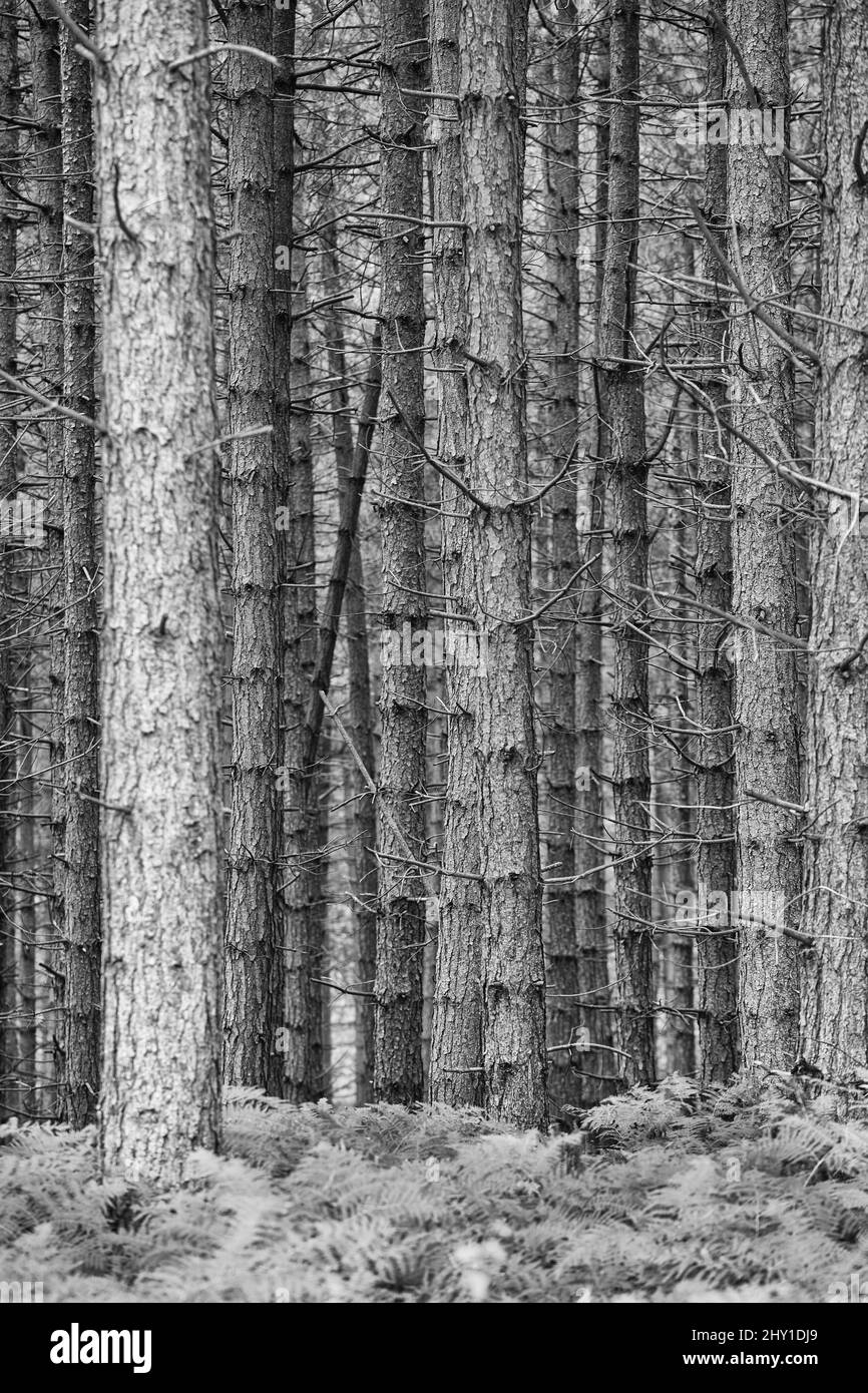 abstract shot of pine tree trunks vertical format in black and white nobody no people Stock Photo