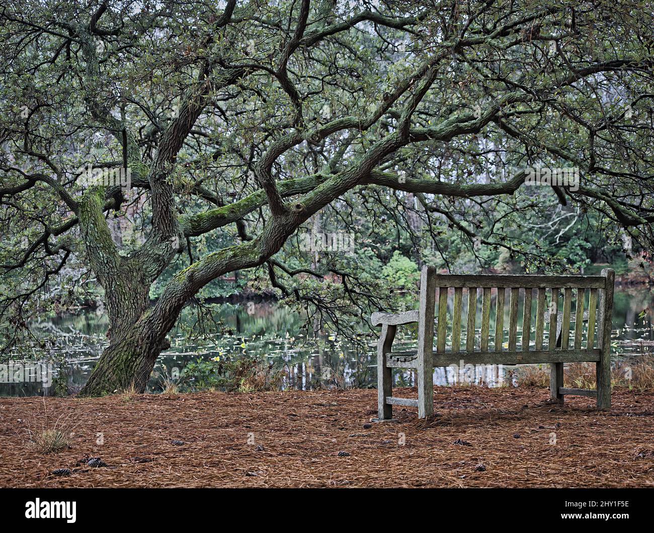Wooden bench under tree at the edge of lake Stock Photo Alamy