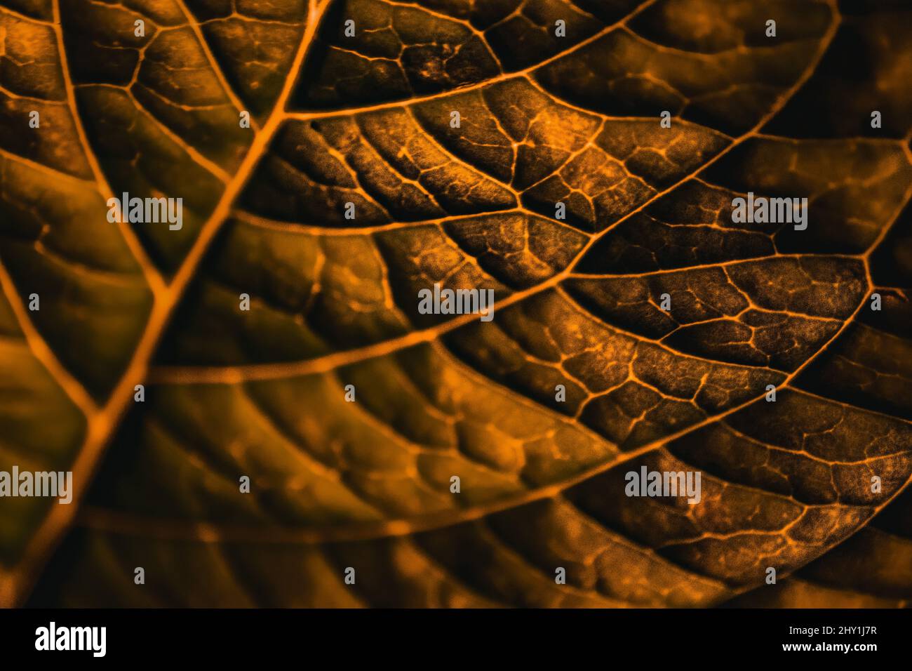 Golden autumn leaf on branch hi-res stock photography and images - Alamy