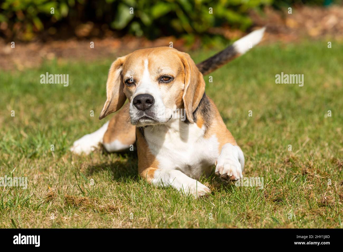 Cute Beagle dog lying on green grass in the garden Stock Photo - Alamy