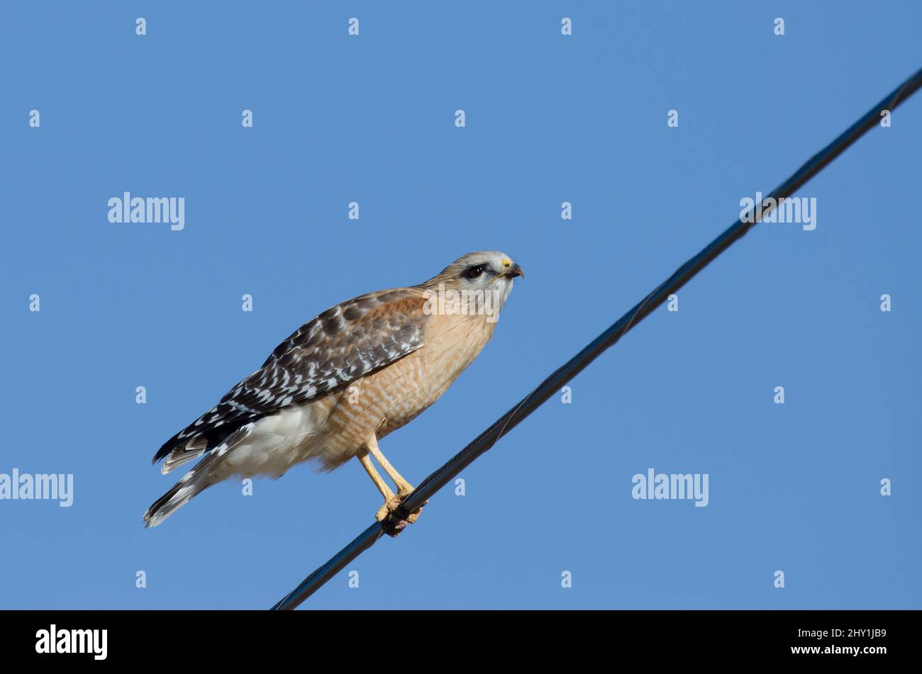 Red-shouldered Hawk, Buteo lineatus, perched on power line Stock Photo