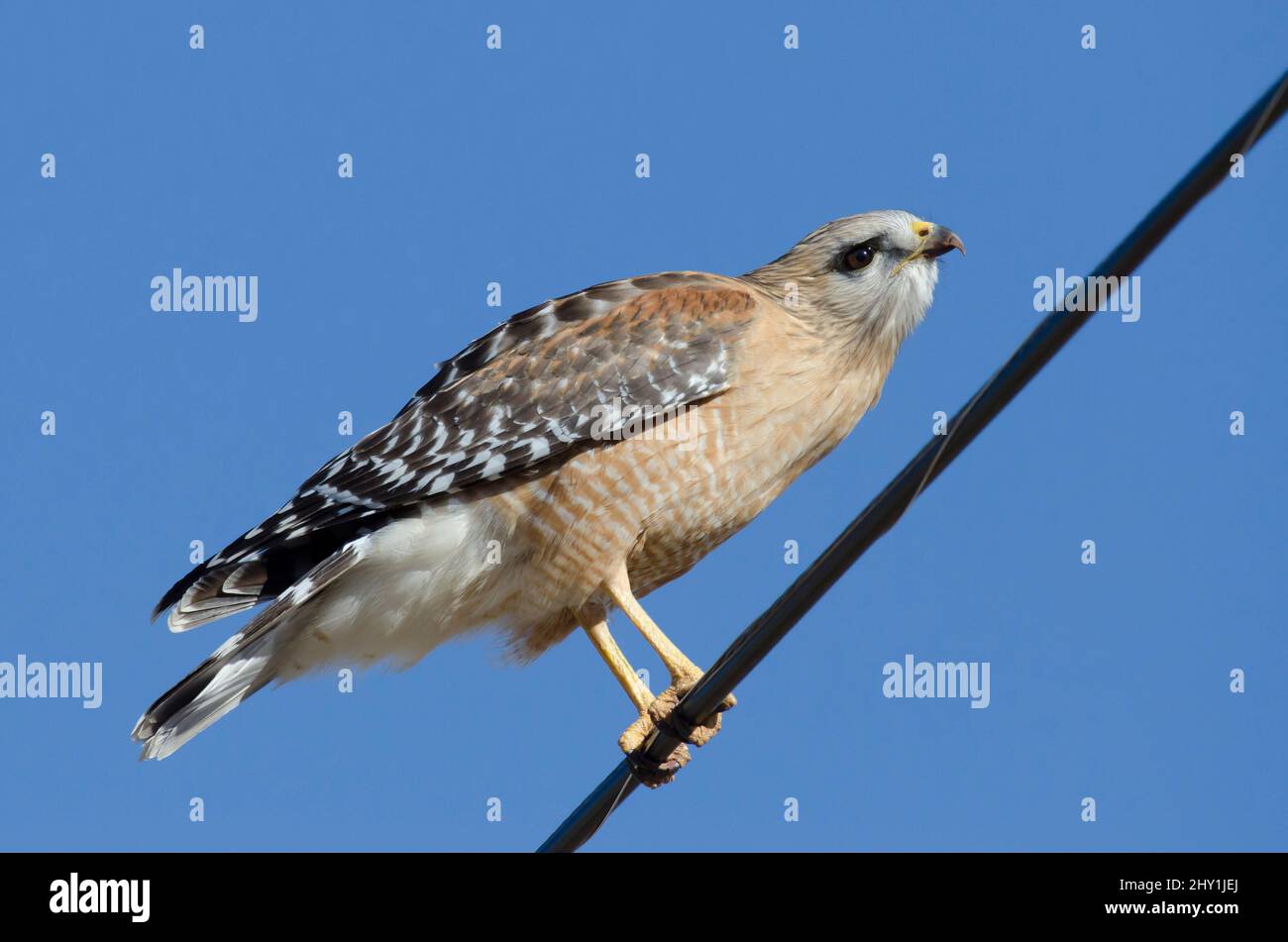 Red-shouldered Hawk, Buteo lineatus, perched on power line Stock Photo