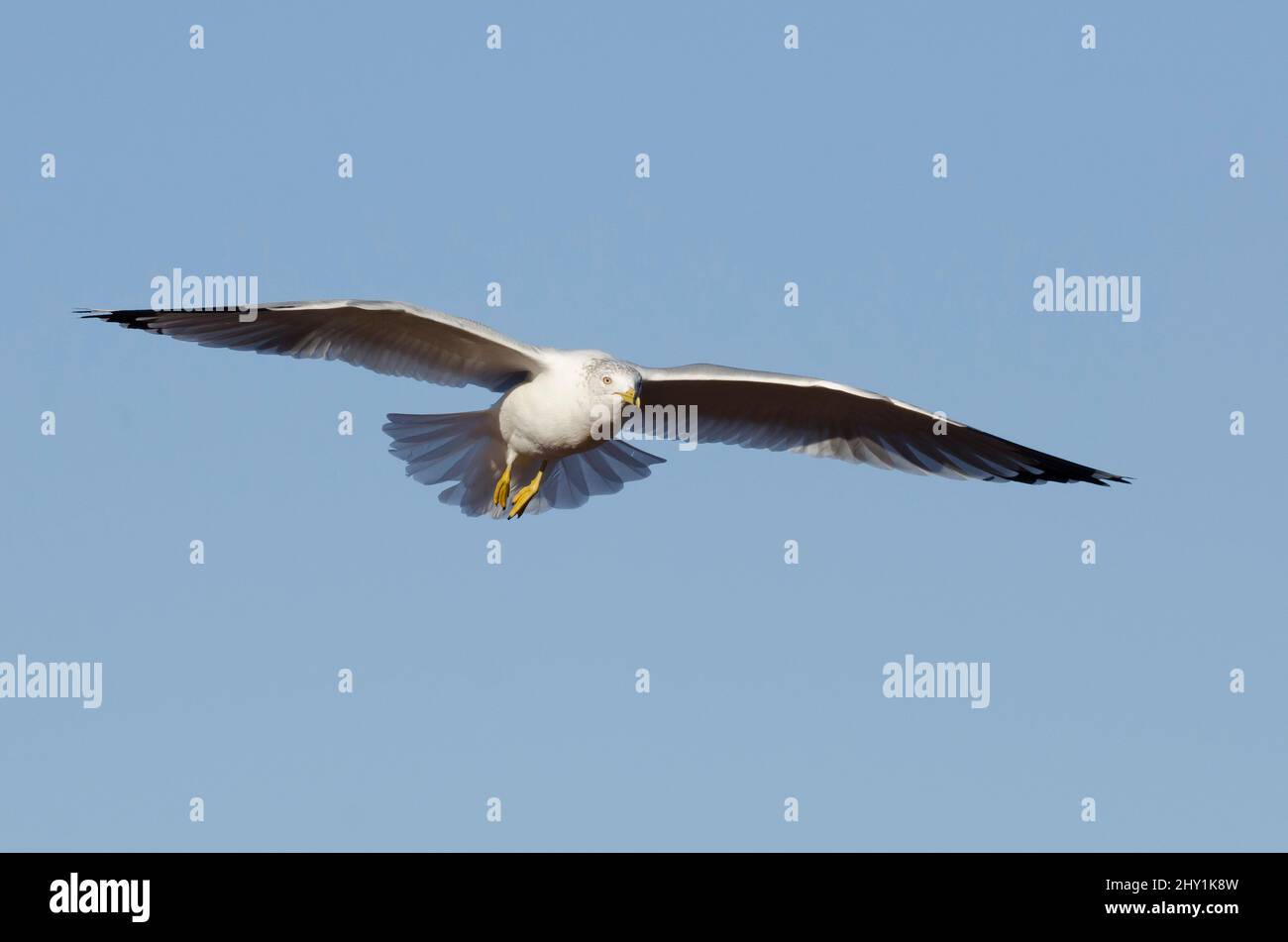 Ring-billed Gull, Larus delawarensis, in flight Stock Photo