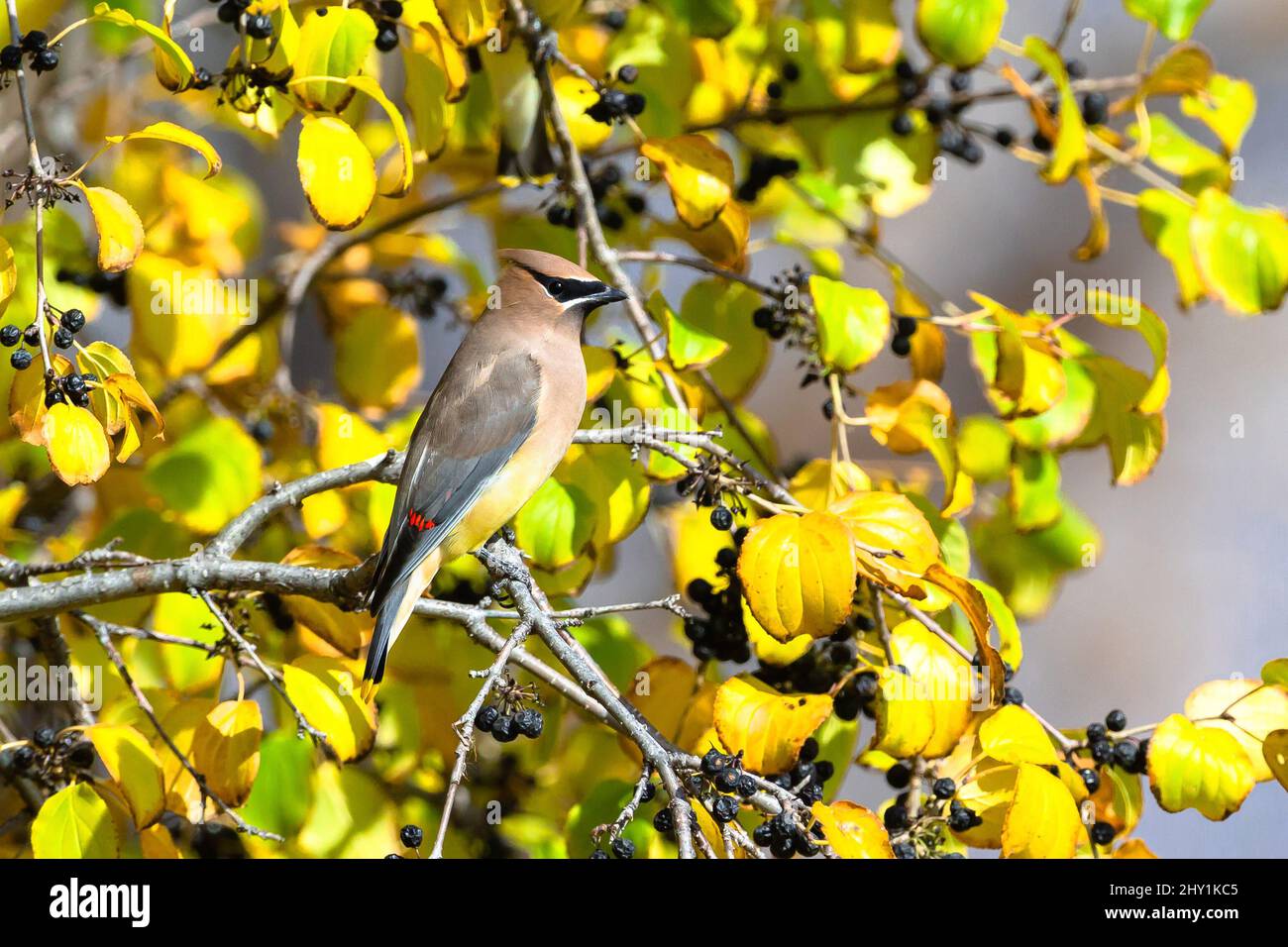 Portrait of a Cedar Waxwing perched in a Buckthorn Tree with changing leaves in the Fall. Closeup view. Stock Photo
