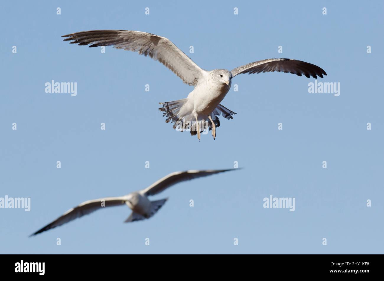 Ring-billed Gulls, Larus delawarensis, in flight Stock Photo