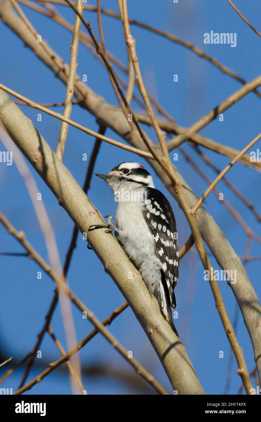 Downy Woodpecker, Dryobates pubescens, male Stock Photo