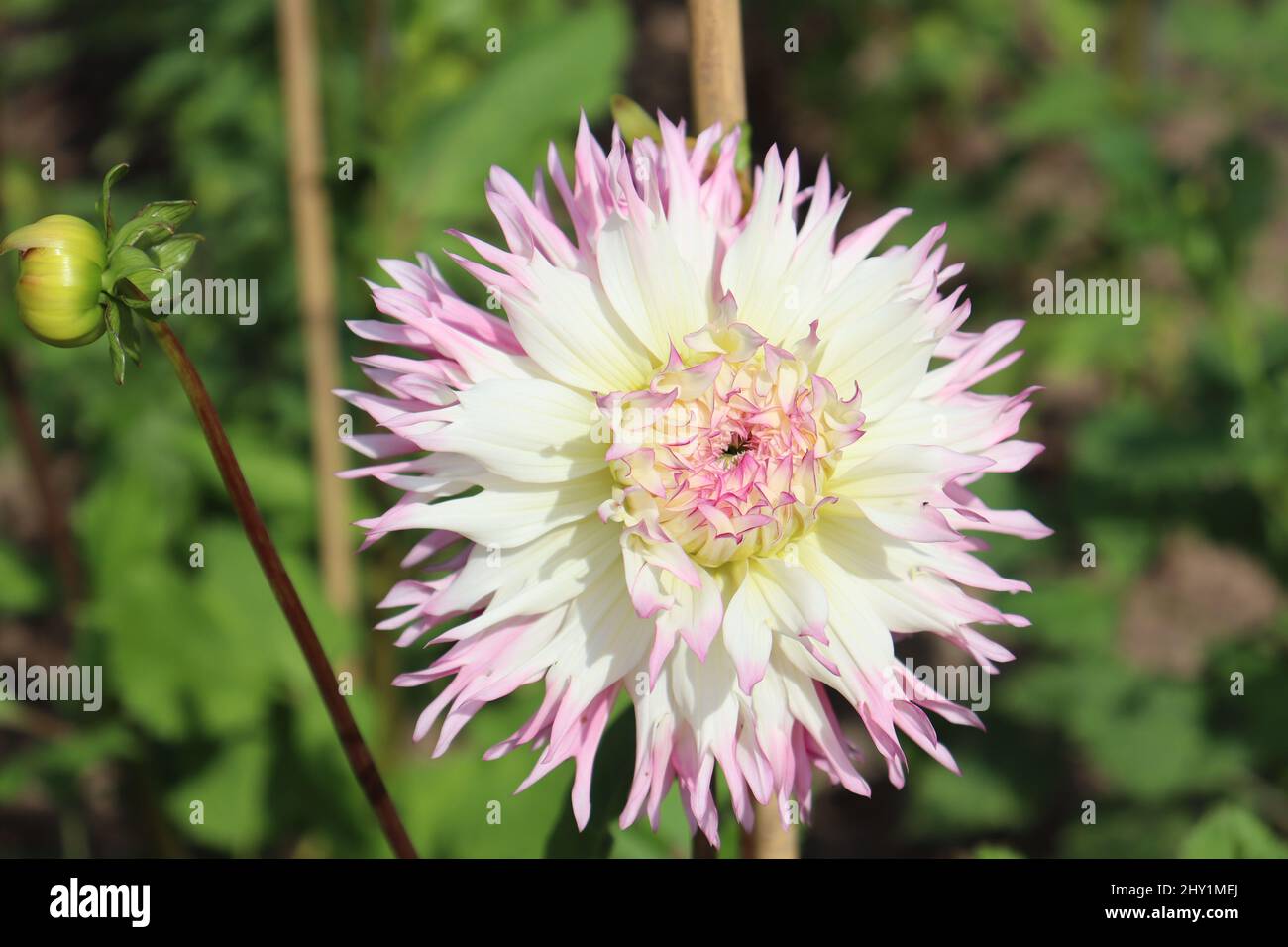 Dahlias in botanical garden hi-res stock photography and images - Alamy