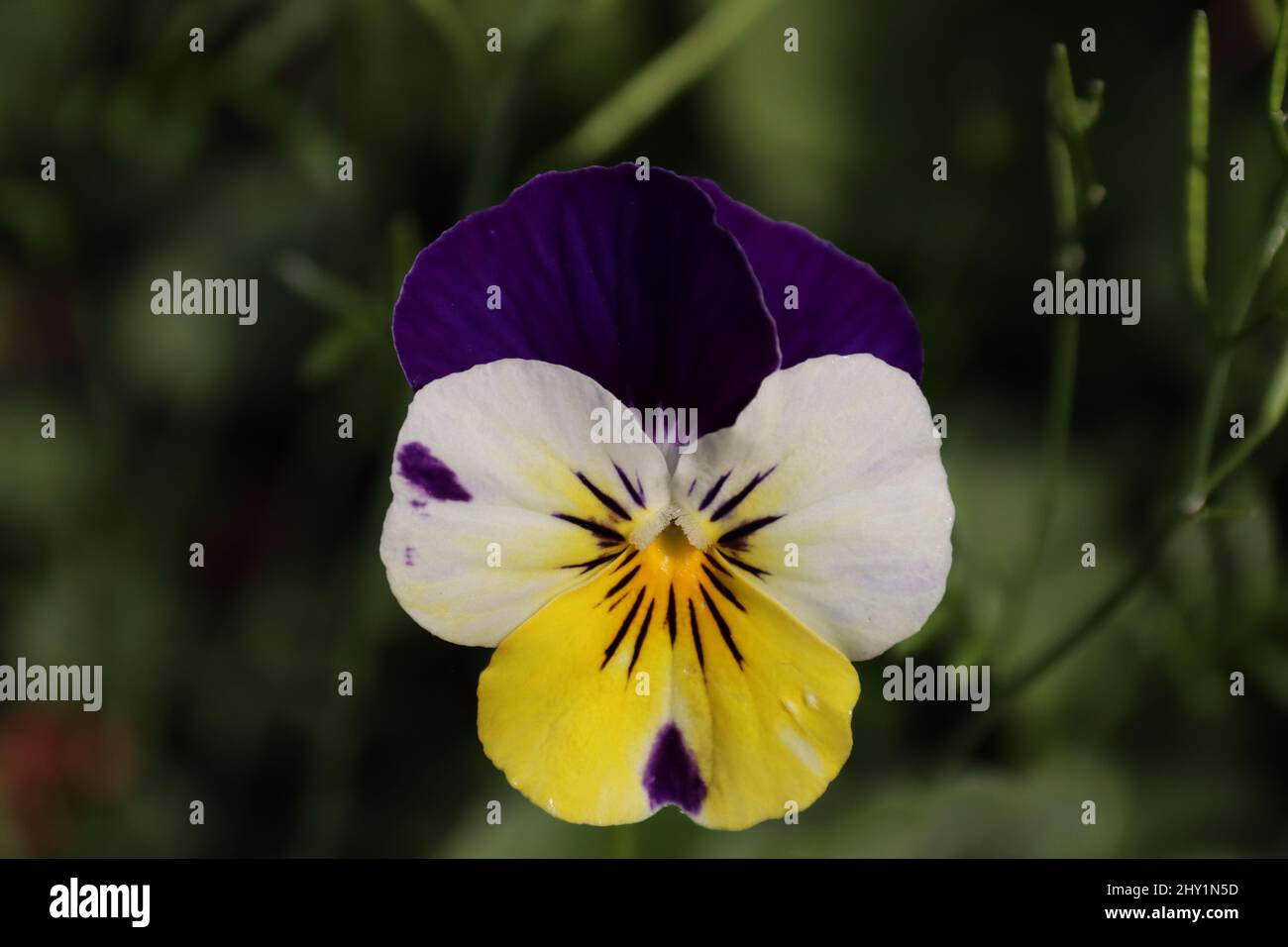Closeup shot of spring violet flowers yellow and purple Stock Photo — free download