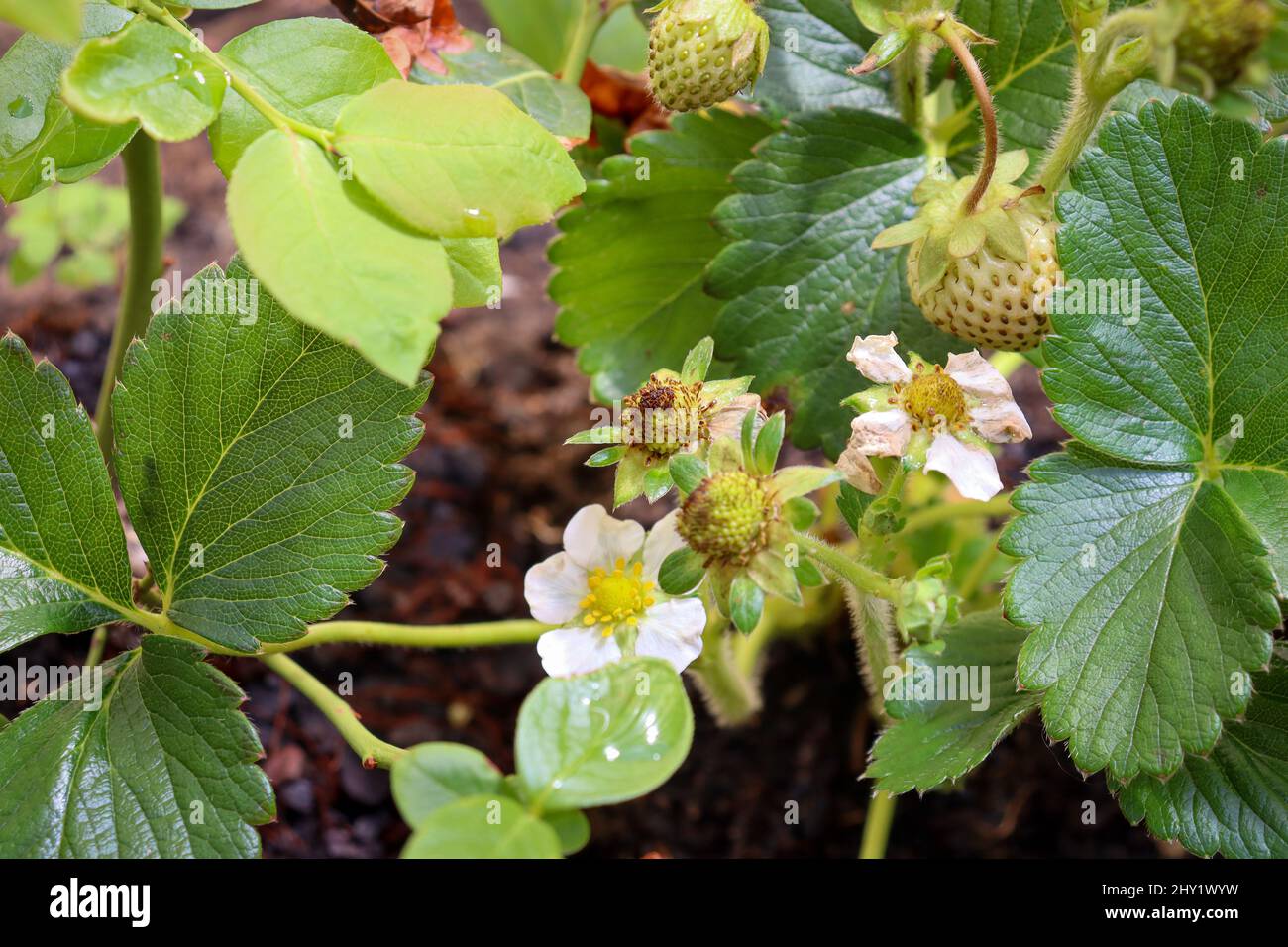Closeup of blooming strawberry plants in the garden Stock Photo - Alamy
