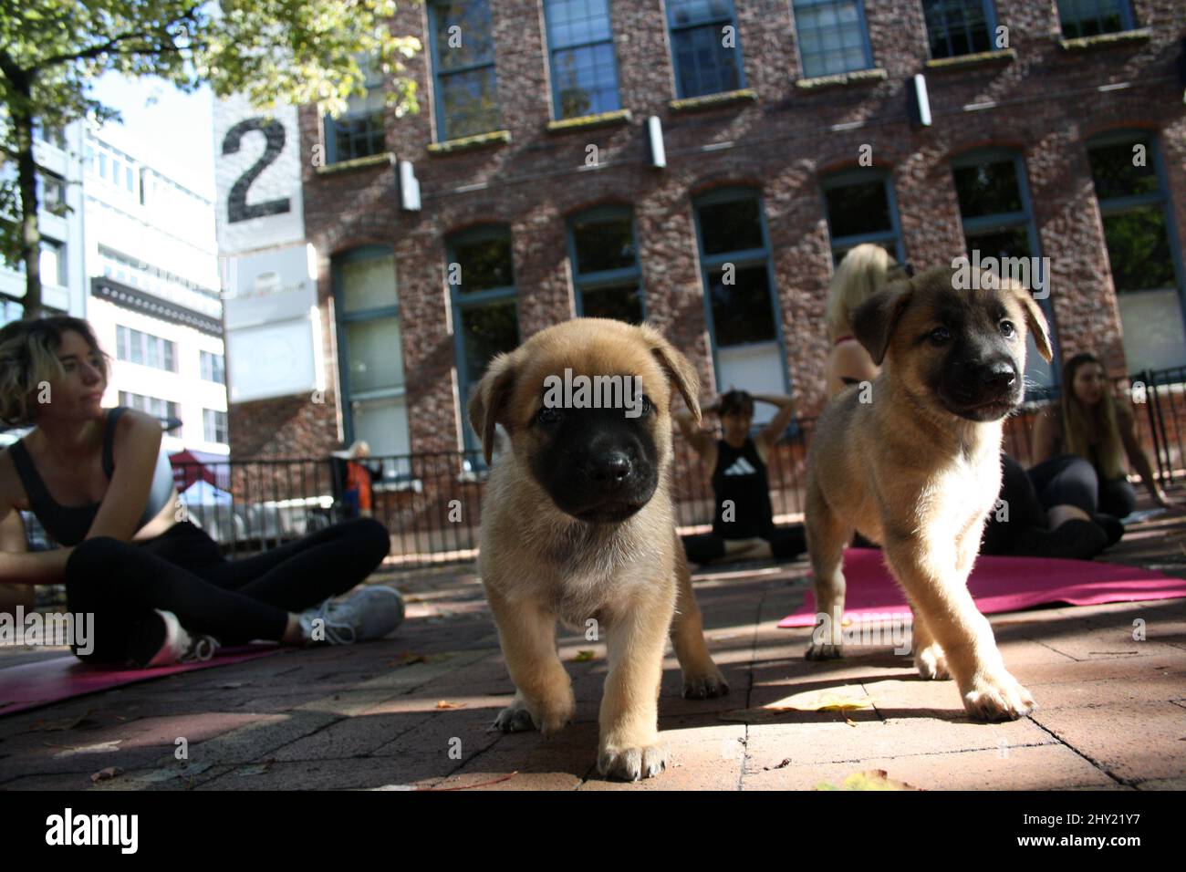 Puppy dogs and young women in downtown Vancouver, British Columbia