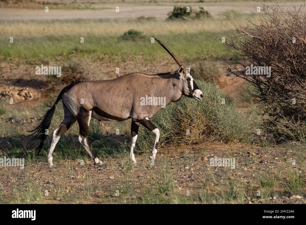 Namibia, oryx walking in the savannah, red rocks in background Stock ...