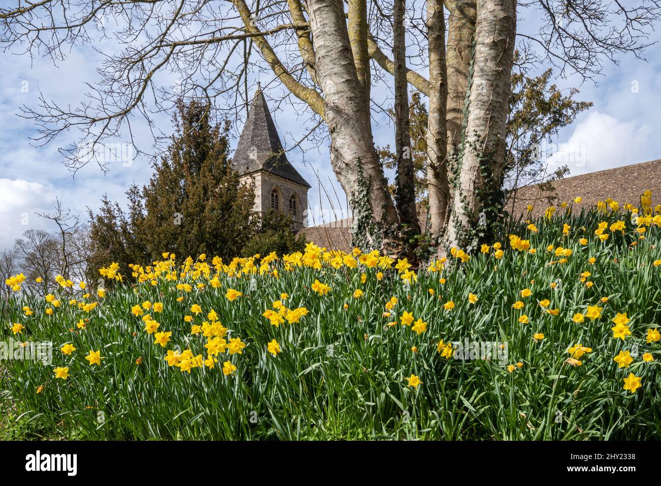 St Mary's Church, a grade II* listed building in Overton village, Hampshire, England, UK, in March with daffodils Stock Photo