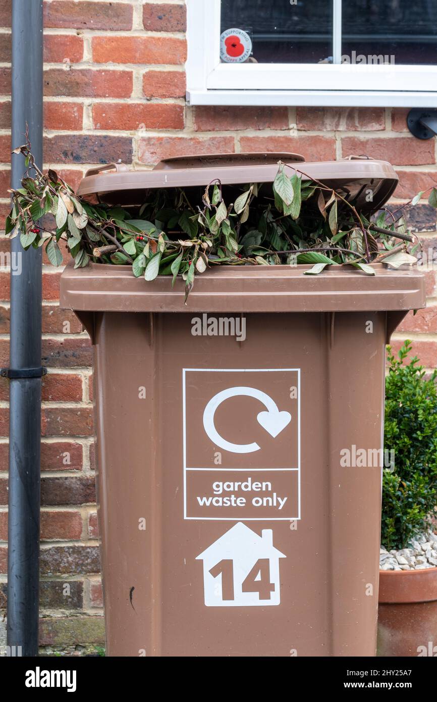 Brown household garden waste bin full of cut tree branches and leaves, UK Stock Photo