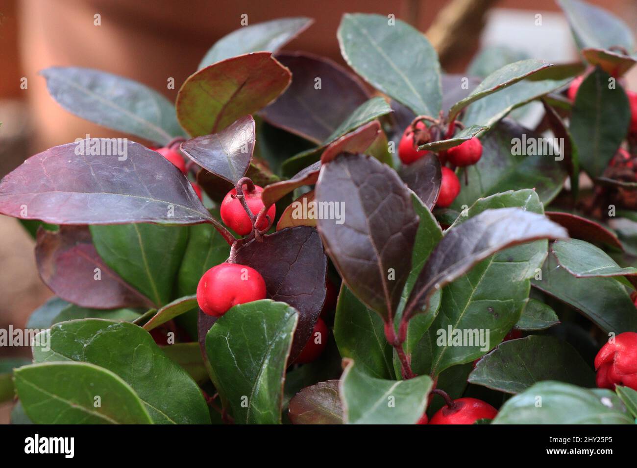 Plant gaultheria procumbens or eastern teaberry Stock Photo