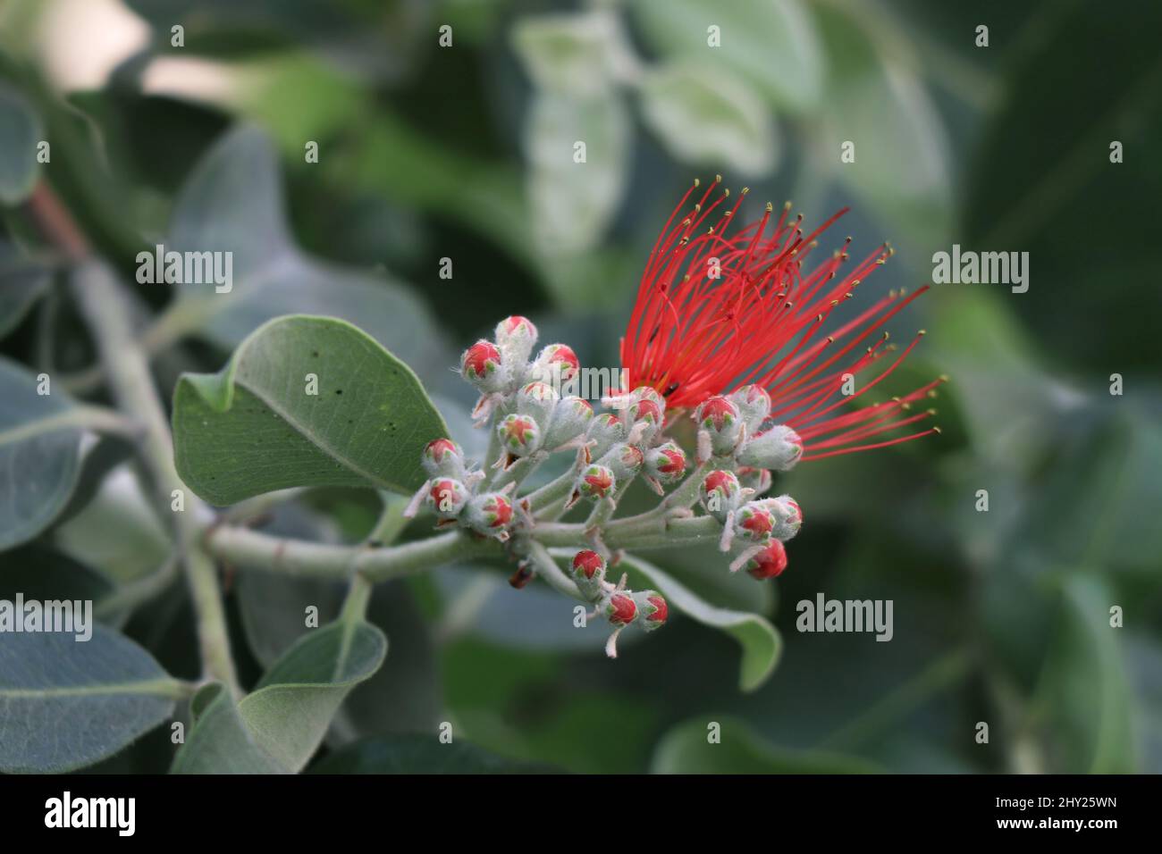 Branches with red flowering of metrosideros excelsa Stock Photo