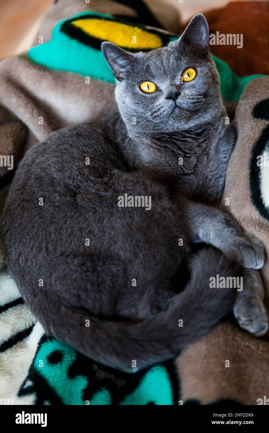 Portrait of a cat with yellow eyes lying on a soft fabric Stock Photo ...