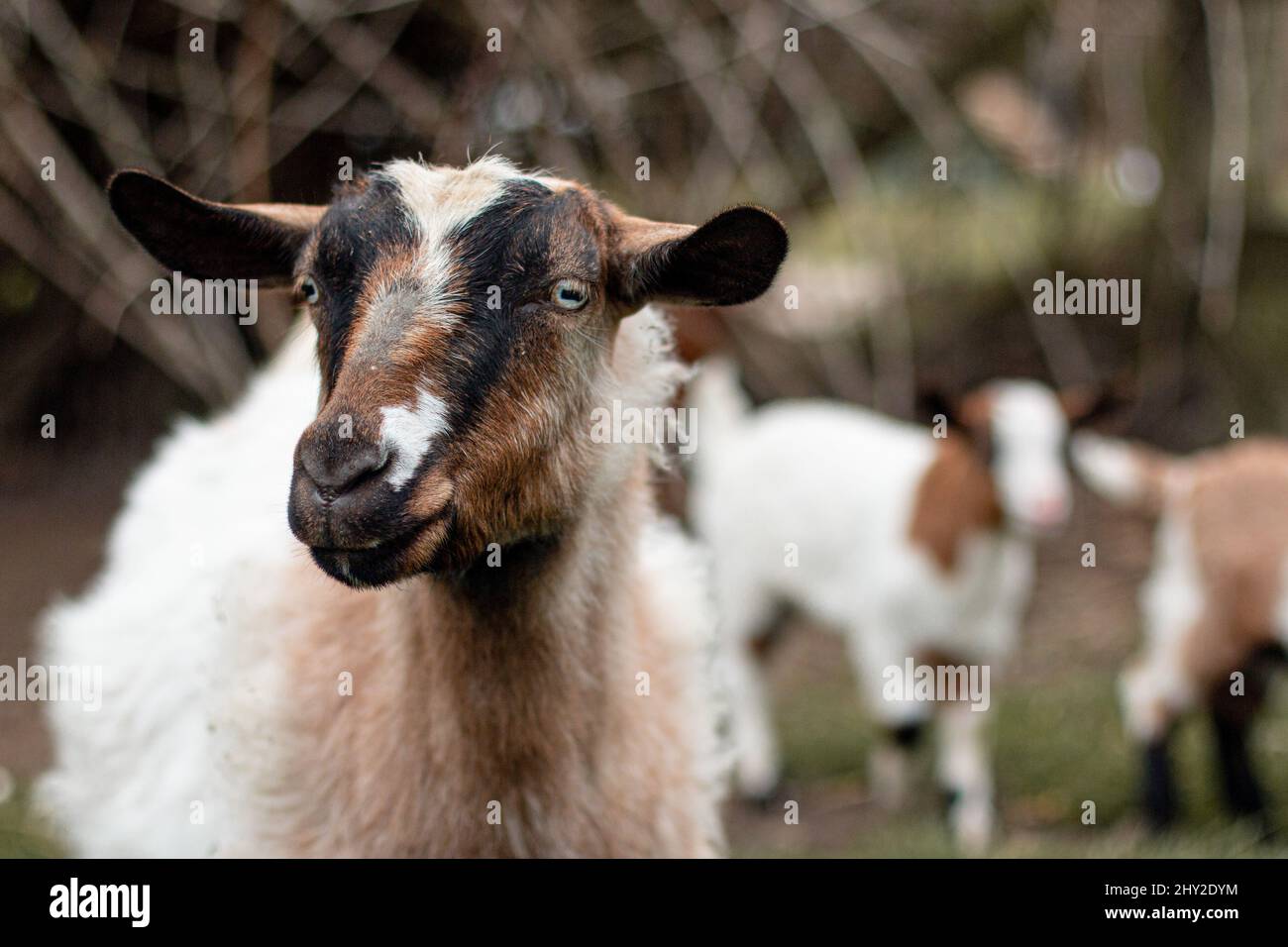 Close-up selective focus shot of a goat standing in the farm on a blurred background Stock Photo