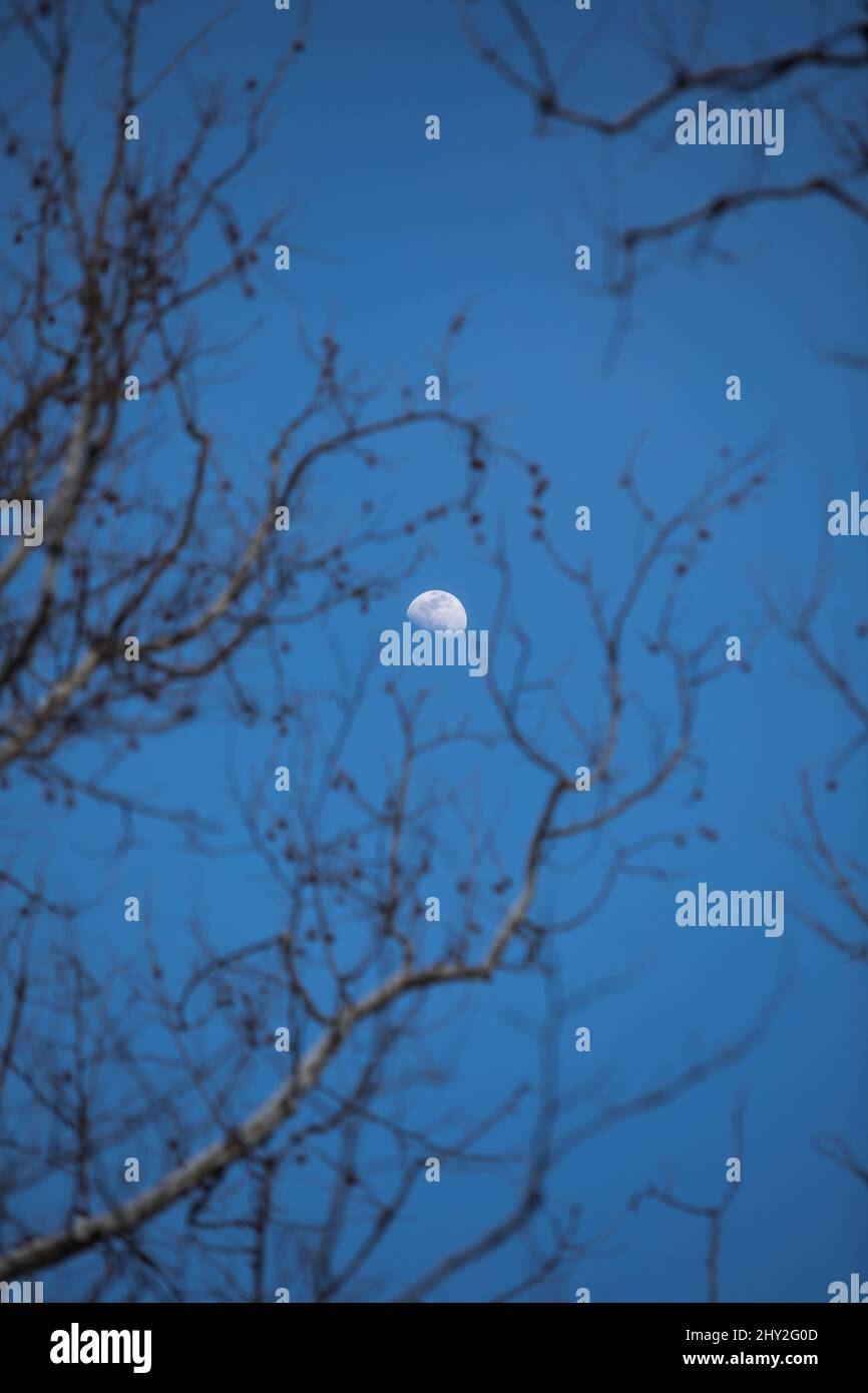 Moon in-between branches of winter evening Stock Photo