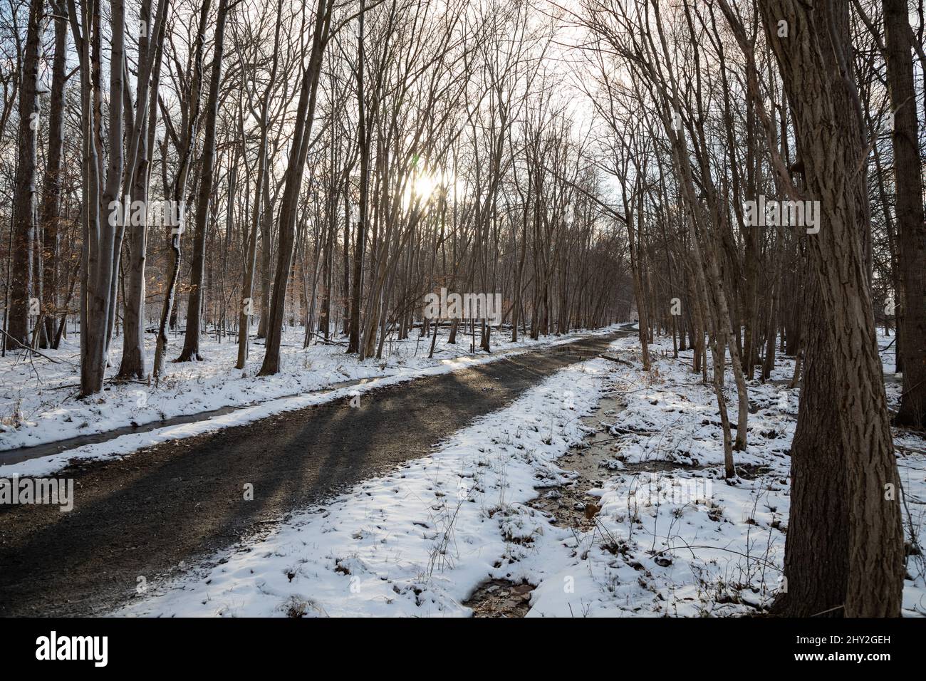 Quiet pathway surrounded trees hi-res stock photography and images - Alamy