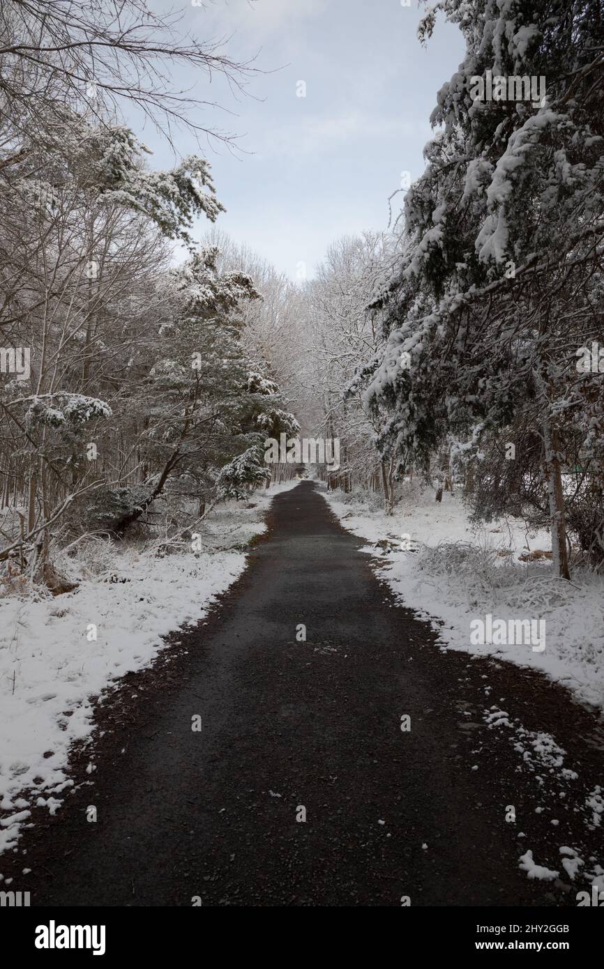 Snowy gravel path in the winter woods Stock Photo