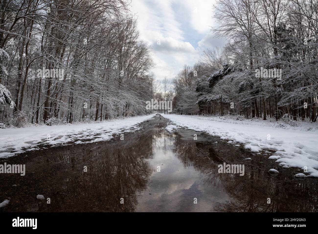 Snowy gravel path in the winter woods Stock Photo