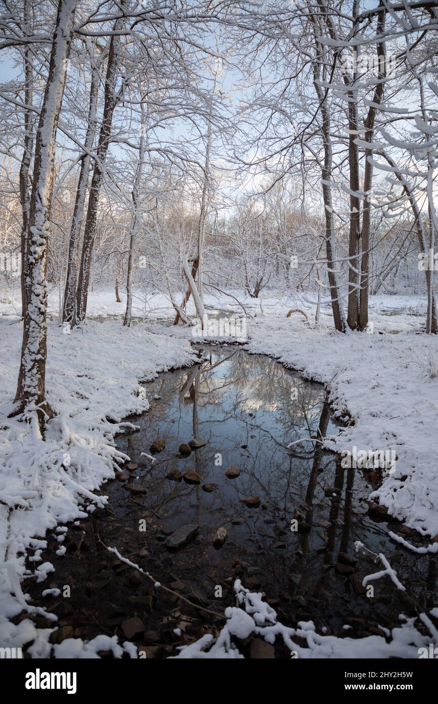 Stream surrounded by snowy forest Stock Photo