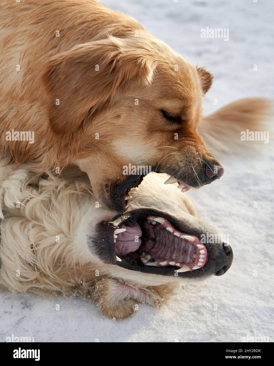 Two golden retrievers playing together Stock Photo - Alamy