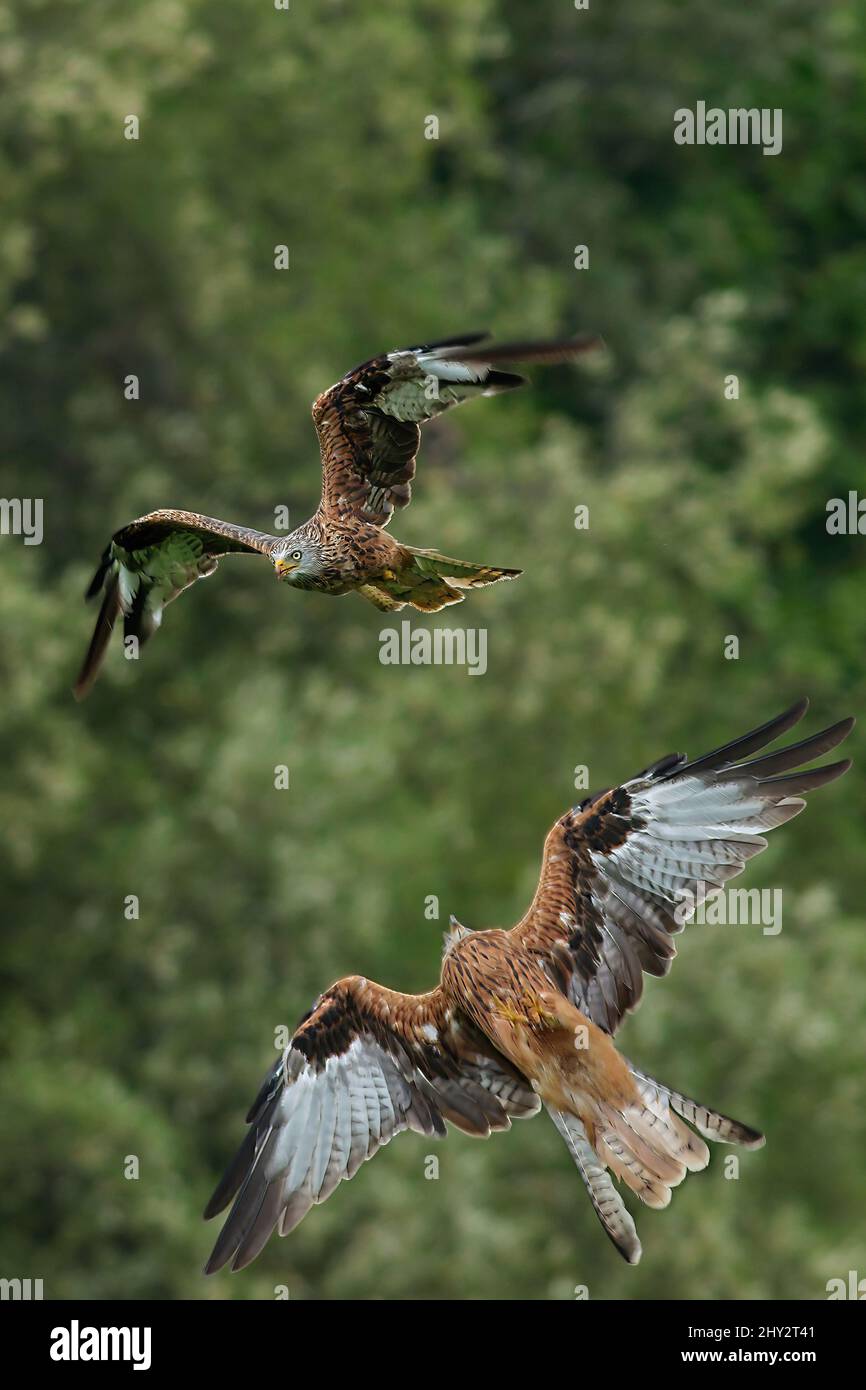 Two red kites (milvus milvus) in flight Stock Photo Alamy