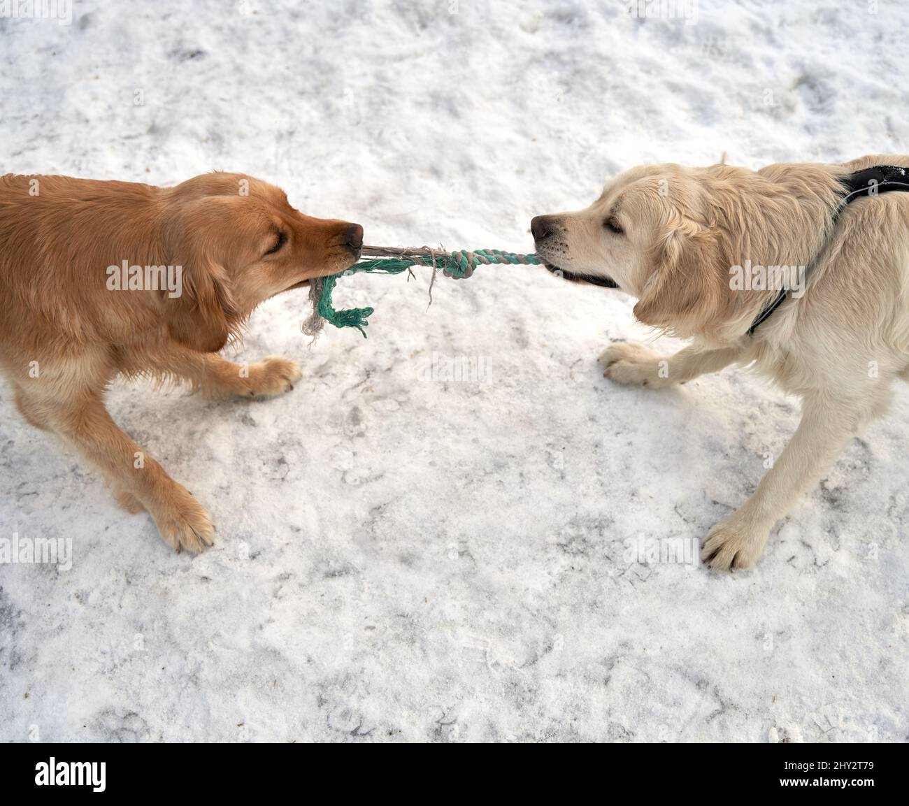 Two golden retrievers playing together Stock Photo - Alamy