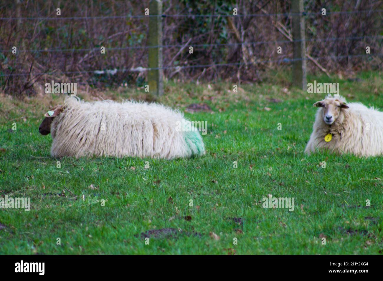 Two adorable white sheep lying on the fresh green grass Stock Photo - Alamy