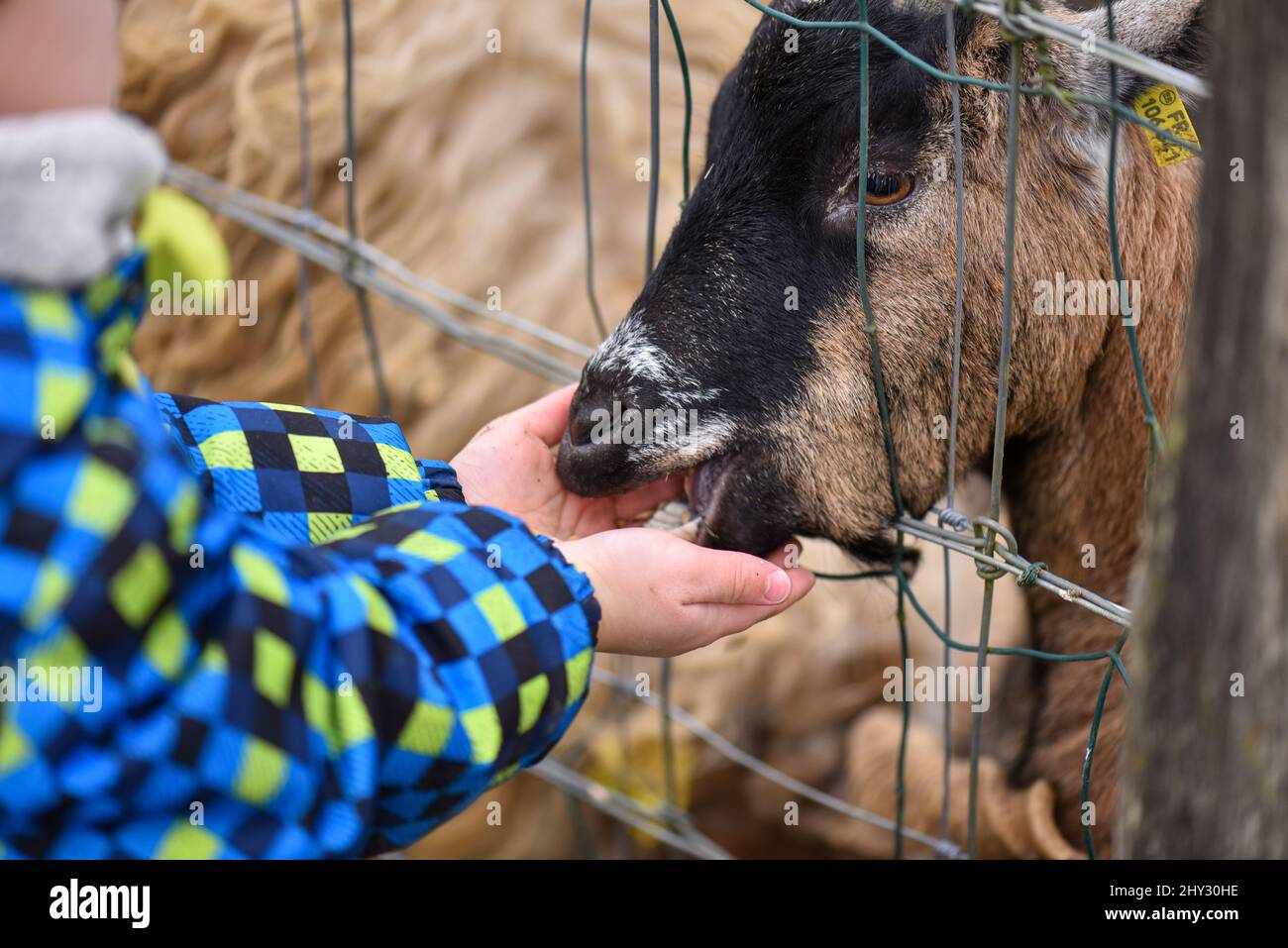 Little caucasian boy feeding goat through a wire fence in a farm. Goat eating grains of cereal from the hands of a child. Stock Photo
